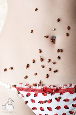 Ladybugs (via Armene)