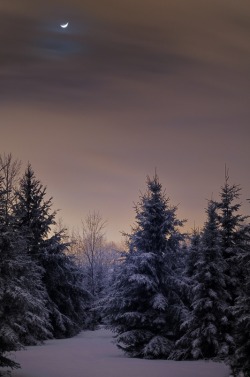 accio-forest:  Winter Moonscape (credit) 