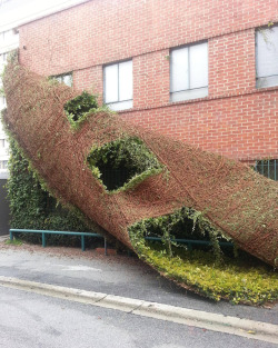 laughingsquid:  A Climbing Plant Peeling off a Building Like