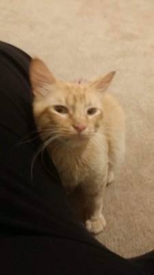 fatcakes: EMERGANCY POST!! PLEASE HELP BOOST THIS AS FAST AS WE CAN! !!!!  TO ANYONE LIVING IN LOUISIANA OR EAST TEXAS I WILL WILLINGLY DRIVE TO YOU IF YOU CAN HELP THIS KITTY   I have found a very sweet and very very thin orange tabby male cat tonight