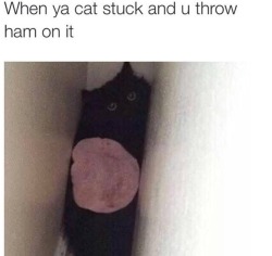 literallysame:   I throw turkey at my cat because of this post