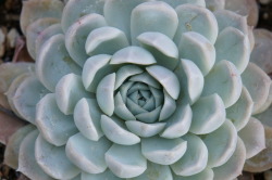 flora-file:  Echeveria elegans (by flora-file) 