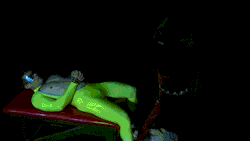 herotraps:  Weak Brains and hard SUPERcocks.