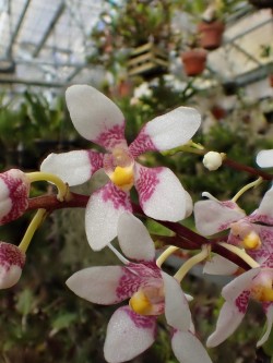 orchid-a-day:  Sarcochilus fitzgeraldiiSyn.: Previously recognized