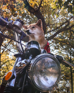 beggin:  Happy Halloween! Menswear Dog channels the legendary