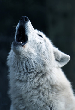 wolfsheart-blog:  Howling White Hudson Bay Wolf