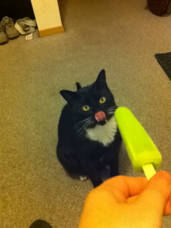 So I introduced my cat to popsicles - Imgur