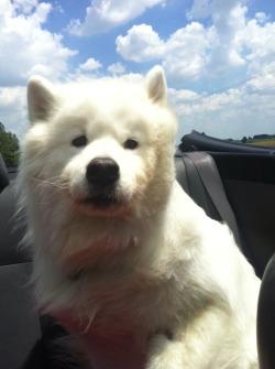 wow-hate:  My Samoyed in the convertible lol 