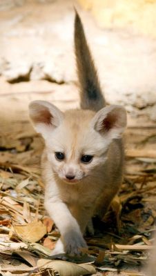 magicalnaturetour:  New Bloodline of Fennec Foxes Born at Taronga