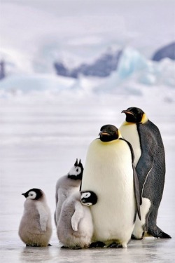 Taking the kids for a waddle (Emperor Penguin family)