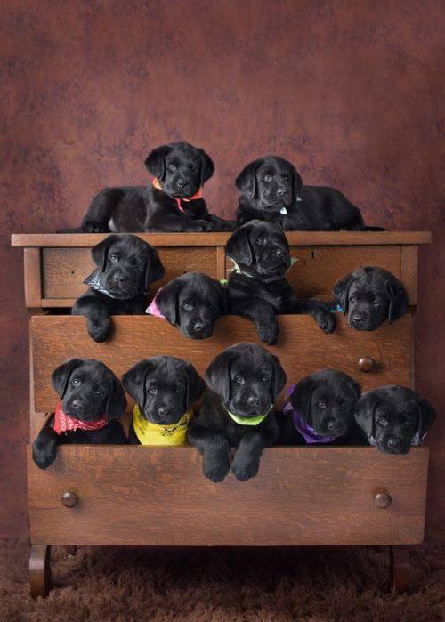 hisflyheart:  Eenie meenie miney moe…. 😍 🐾 