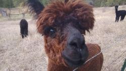 animal-factbook:  In the animal kingdom, alpacas are the only