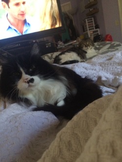 bigcutieboberry:Iâ€™m watching Netflix and the cats are watching me. Weirdos.  bigcutiekelly - Just the Meows