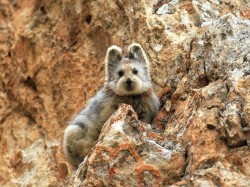 biology-online:  Pika are found on rockpiles and talus slopes