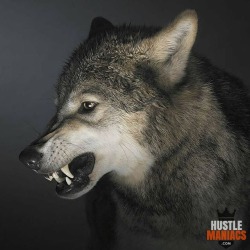 Stop Killing Wolves!