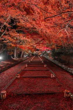 r2–d2:  Red Autumn by (Takk B) 