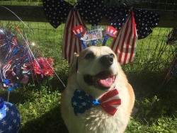 scampthecorgi:  Getting excited for the fourth!