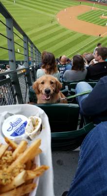 awwww-cute:  It was Bring Your Dog Night at the Seattle Mariners