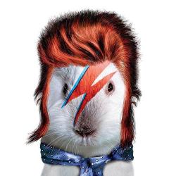 guineapiggies:  RIP David Bowie 
