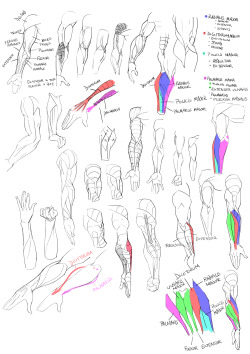 daily-commission:  daily-commission:  Some anatomy studies  Added