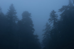 90377:   Pre-dawn fog, Mount Rainier National Park  by Justin