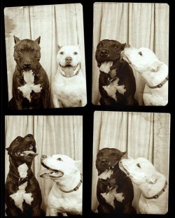 lomographicsociety:  Black and White Pitbulls in a Black and