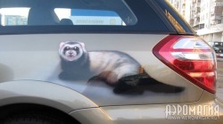 wotter16:  ferret-farm:  When you are totally obsessed with your