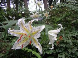 plantlets:  princessdinky:  gold-banded lily   Beautiful