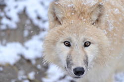 Bendhur    llbwwb:  Arctic Wolf Snow Portrait by Josef Gelernter