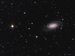 cosmicvastness:  NGC 2903Credit: Maurice Toet