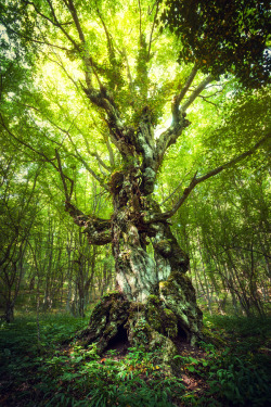 psychedelic-psychiatrist:  Magic Tree by Denis Belitsky 