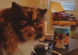 squishfacekitties:  pumpkin and her new mug