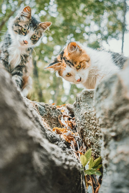 florealegiardini:  Kitties on their adventure ~ zhang kaiyv 