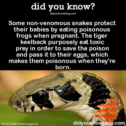 did-you-kno:  Some non-venomous snakes protect their babies by