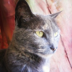 Hola Kiru buena tarde… cara de pocos amigos. #cat #catlove