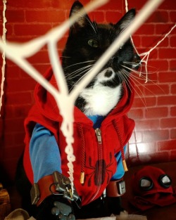 cat-cosplay:  Someday we’ll get to swing down to San Diego