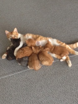 derpycats:  Mamma Cupcake and her 6 babies