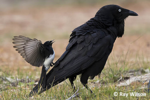 theraptorcage:  autorotation:  theraptorcage:Australian Raven