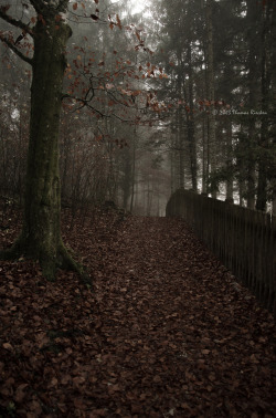 darkface:  autumn forest (by land[e]scape) 