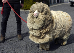 archiemcphee:  Today we learned that domestic sheep, unlike their