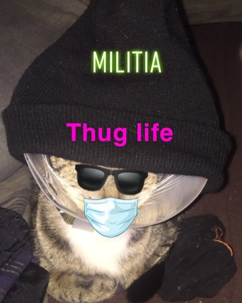 #mypet #cat #thuglife #kittywithabeanie #animallover #militia2020