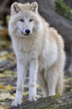 wolverxne:  Arctic Wolf by Josef Gelernter 