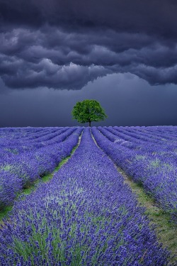 peaceflavor:   Lavender Field Storms by  Antony Zacharias 