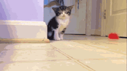 funny-gif-1:  ☆ ☆ Crazy and FUNNY Gif Blog ☆ ☆  *flop* *giggles*