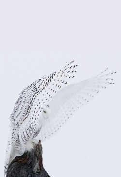 johnnybravo20:  Snowy Owl - Gothic Gargoyle Pose (by Rick Dobson)