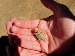 hitmewithcute: Look at this lizard. Absolute unit.