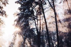 wild-nirvana:  melodyandviolence:    Winter forest by  *Nishe