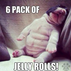 Laughed so hard at this! #igers #instagood #petsofinstagram #jellyrolls