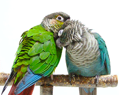 becausebirds:  birdsbirds:  tootricky:  conures in bird-love