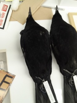 thebrainscoop:  lifewithdeadbirds:  Remember the crows I was